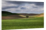 Rolling Wheat Fields with Lone Tree by Anonymous