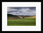 Rolling Wheat Fields with Lone Tree by Anonymous