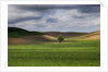Rolling Wheat Fields with Lone Tree by Anonymous