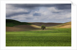 Rolling Wheat Fields with Lone Tree by Anonymous
