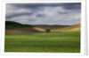 Rolling Wheat Fields with Lone Tree by Anonymous