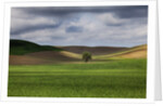 Rolling Wheat Fields with Lone Tree by Anonymous