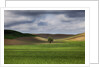 Rolling Wheat Fields with Lone Tree by Anonymous