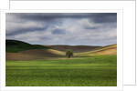 Rolling Wheat Fields with Lone Tree by Anonymous