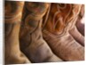 Line up of new cowboy boots in Old Scottsdale by Anonymous