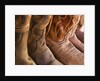 Line up of new cowboy boots in Old Scottsdale by Anonymous