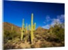 Sonoran Desert and Mountains of the Saguaro National Park by Anonymous