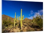Sonoran Desert and Mountains of the Saguaro National Park by Anonymous