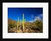 Sonoran Desert and Mountains of the Saguaro National Park by Anonymous