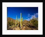 Sonoran Desert and Mountains of the Saguaro National Park by Anonymous