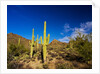 Sonoran Desert and Mountains of the Saguaro National Park by Anonymous