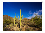 Sonoran Desert and Mountains of the Saguaro National Park by Anonymous