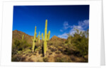 Sonoran Desert and Mountains of the Saguaro National Park by Anonymous