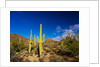 Sonoran Desert and Mountains of the Saguaro National Park by Anonymous