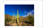 Sonoran Desert and Mountains of the Saguaro National Park by Anonymous