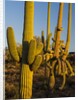 Sonoran Desert of the Saguaro National Park by Anonymous