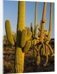 Sonoran Desert of the Saguaro National Park by Anonymous
