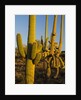Sonoran Desert of the Saguaro National Park by Anonymous