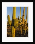 Sonoran Desert of the Saguaro National Park by Anonymous