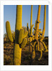 Sonoran Desert of the Saguaro National Park by Anonymous
