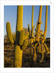 Sonoran Desert of the Saguaro National Park by Anonymous