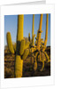Sonoran Desert of the Saguaro National Park by Anonymous