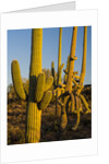 Sonoran Desert of the Saguaro National Park by Anonymous
