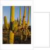 Sonoran Desert of the Saguaro National Park by Anonymous