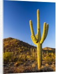 Sonoran Desert and Mountains of the Saguaro National Park by Anonymous