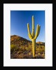 Sonoran Desert and Mountains of the Saguaro National Park by Anonymous