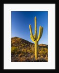 Sonoran Desert and Mountains of the Saguaro National Park by Anonymous