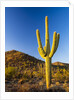 Sonoran Desert and Mountains of the Saguaro National Park by Anonymous