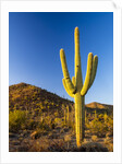 Sonoran Desert and Mountains of the Saguaro National Park by Anonymous