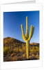 Sonoran Desert and Mountains of the Saguaro National Park by Anonymous