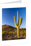 Sonoran Desert and Mountains of the Saguaro National Park by Anonymous