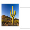 Sonoran Desert and Mountains of the Saguaro National Park by Anonymous