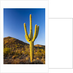 Sonoran Desert and Mountains of the Saguaro National Park by Anonymous