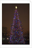 Capitol Christmas Tree at dusk in front of U.S. Capitol, Washington D.C. by Anonymous
