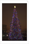 Capitol Christmas Tree at dusk in front of U.S. Capitol, Washington D.C. by Anonymous