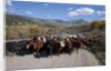 Cattledrive looking towards Chimney Peak, near Ridgeway, Colorado by Anonymous