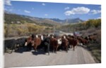 Cattledrive looking towards Chimney Peak, near Ridgeway, Colorado by Anonymous