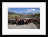 Cattledrive looking towards Chimney Peak, near Ridgeway, Colorado by Anonymous