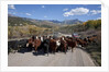 Cattledrive looking towards Chimney Peak, near Ridgeway, Colorado by Anonymous