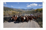 Cattledrive looking towards Chimney Peak, near Ridgeway, Colorado by Anonymous
