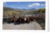 Cattledrive looking towards Chimney Peak, near Ridgeway, Colorado by Anonymous