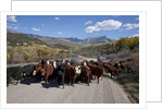 Cattledrive looking towards Chimney Peak, near Ridgeway, Colorado by Anonymous
