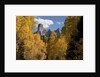 Chimney Peak and Courthouse Mountains in the Uncompahgre National Forest, Colorado by Anonymous