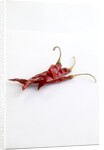 Dried deArbol chiles by Anonymous