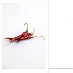 Dried deArbol chiles by Anonymous