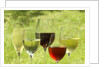 Filled wine glasses by Anonymous